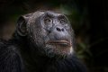 07 Oeganda, Kibale Forest, chimpansee